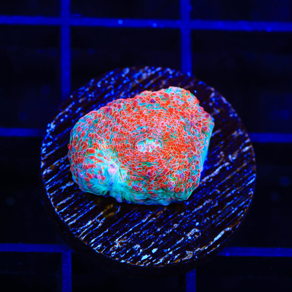 TSA Candy Swirl Chalice Coral
