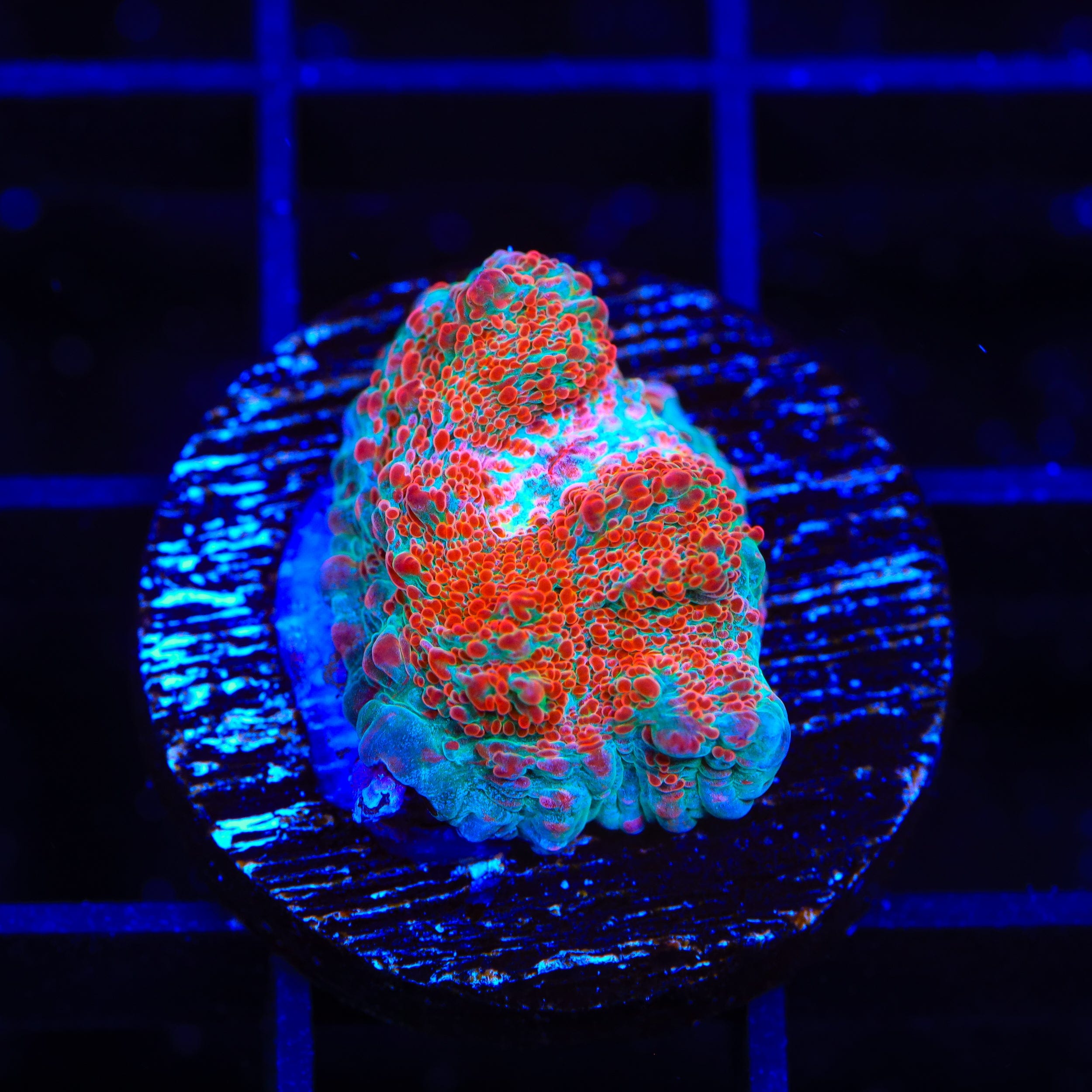 TSA Candy Swirl Chalice Coral