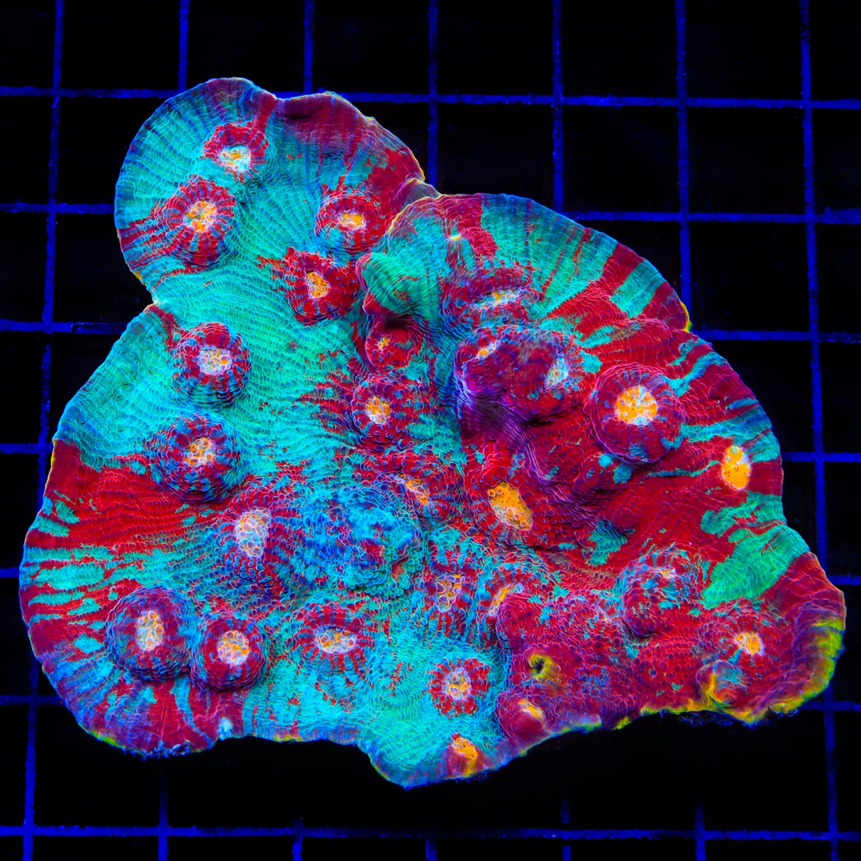 TSA Captain America Chalice Coral