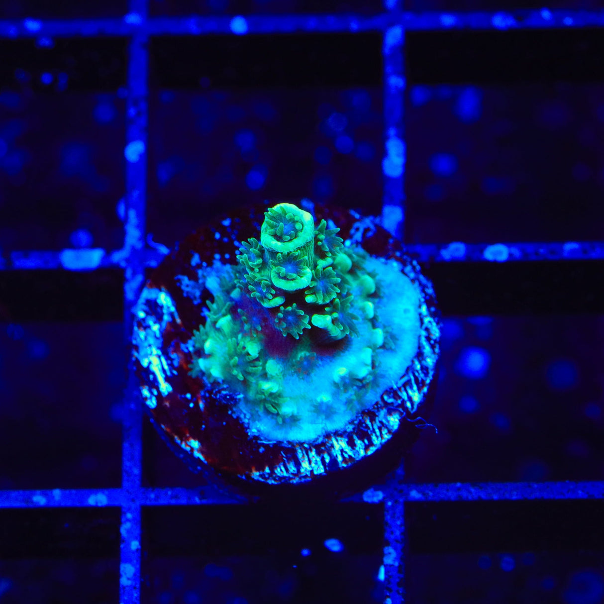 TSA Captain Planet Acropora Tenuis Coral