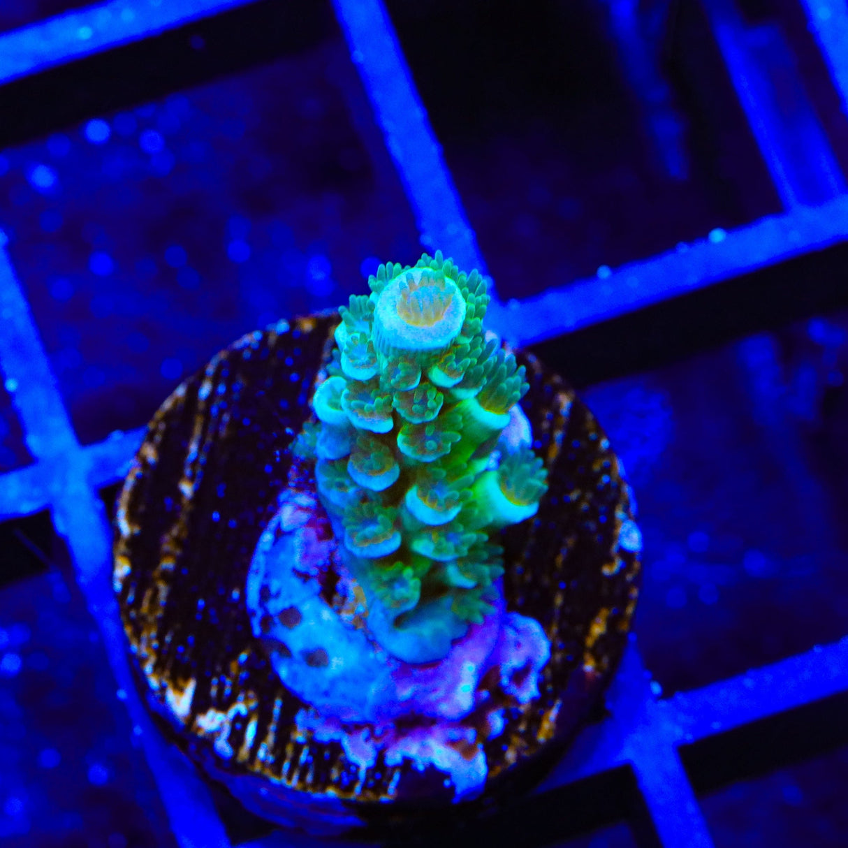 TSA Captain Planet Acropora Tenuis Coral