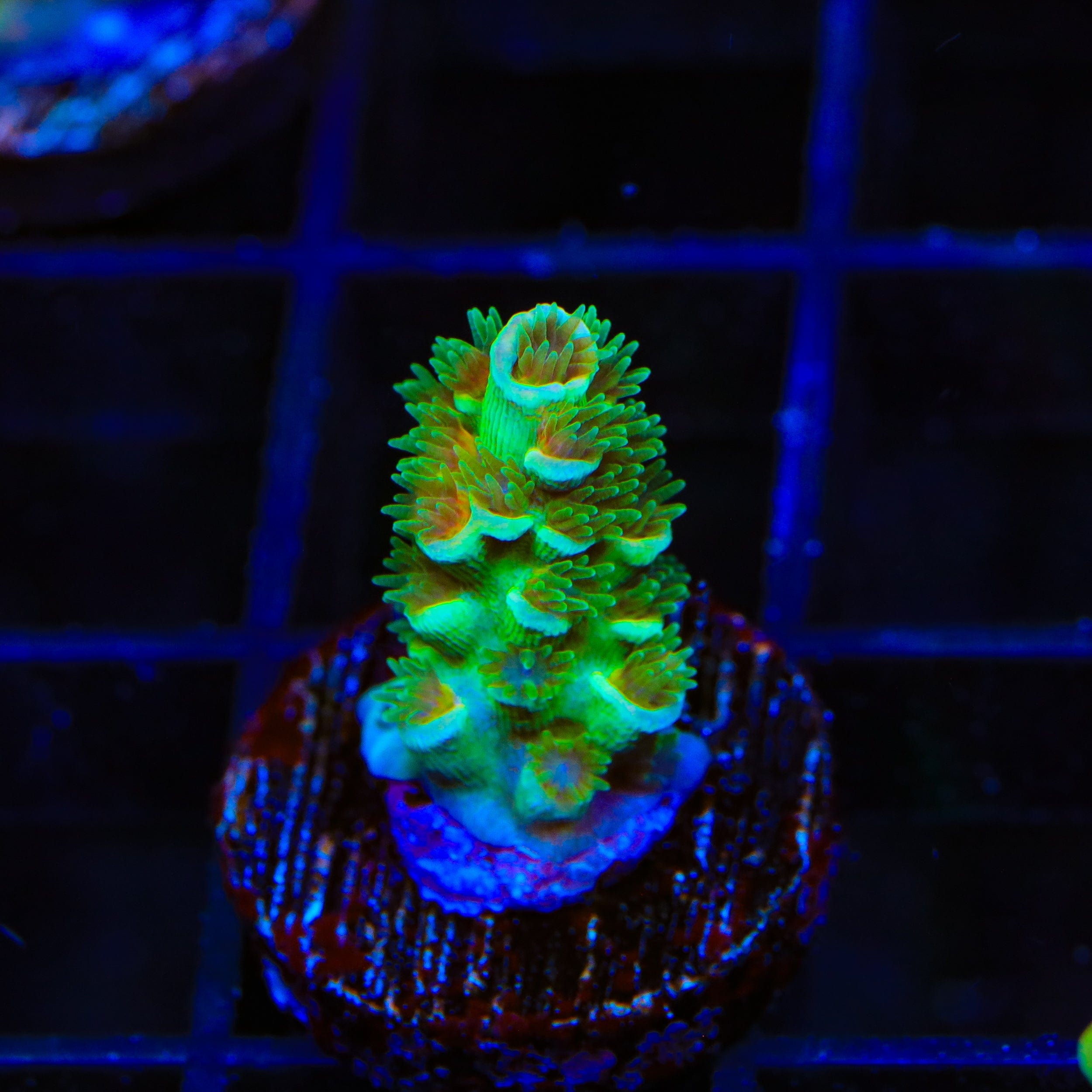 TSA Captain Planet Tenuis Acropora Coral