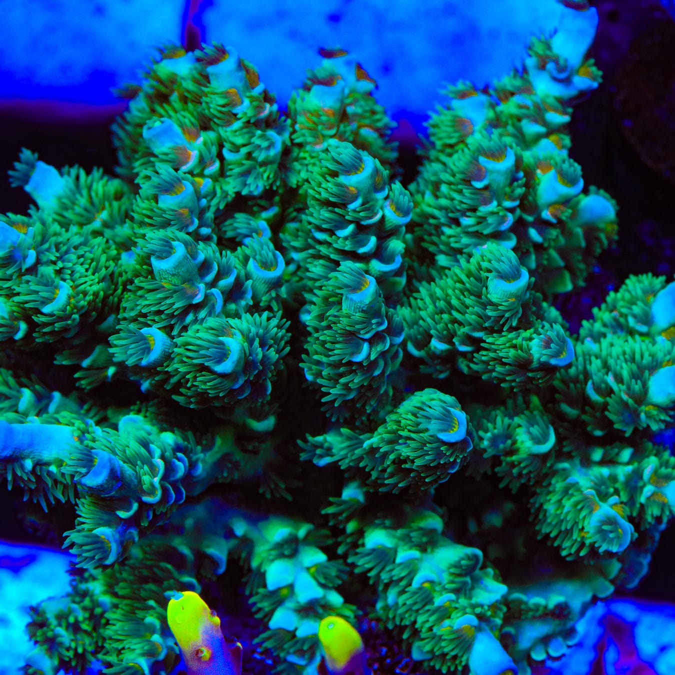 TSA Captain Planet Tenuis Acropora Coral – Top Shelf Aquatics