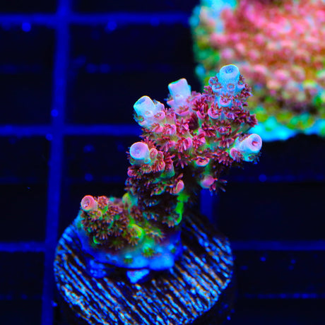 TSA Carolina Reaper Acropora Coral