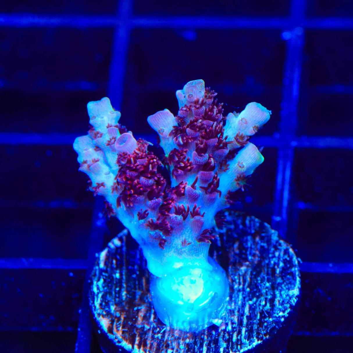 TSA Carolina Reaper Acropora Coral