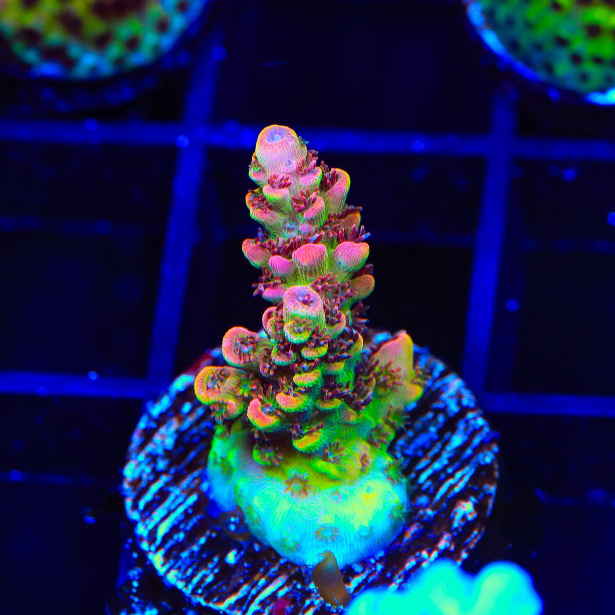 TSA Carolina Reaper Acropora Coral