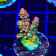 TSA Carolina Reaper Acropora Coral