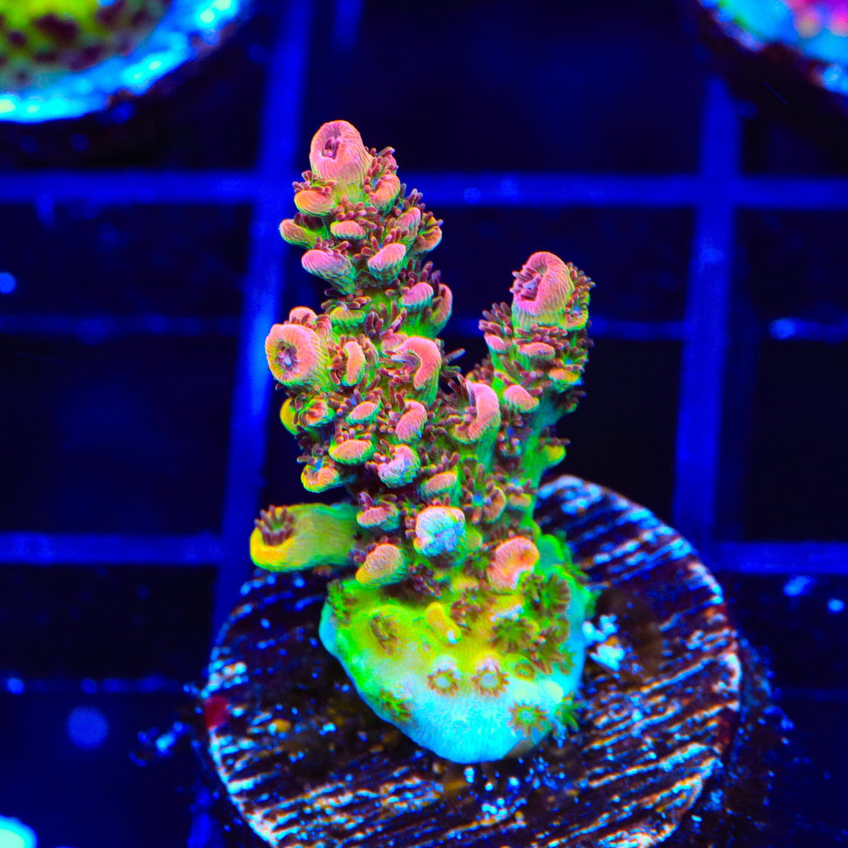 TSA Carolina Reaper Acropora Coral
