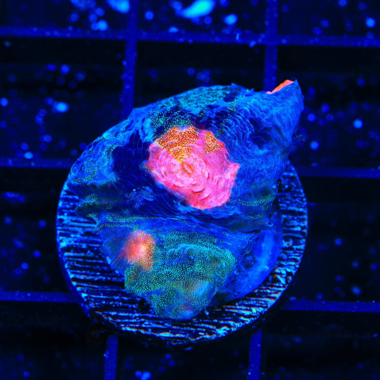 TSA Cat Eye Chalice Coral