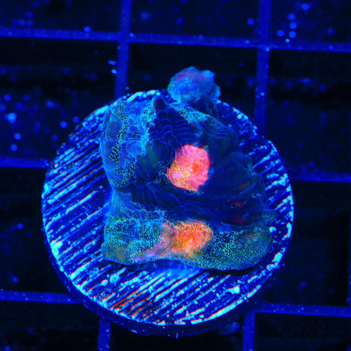 TSA Cat Eye Chalice Coral