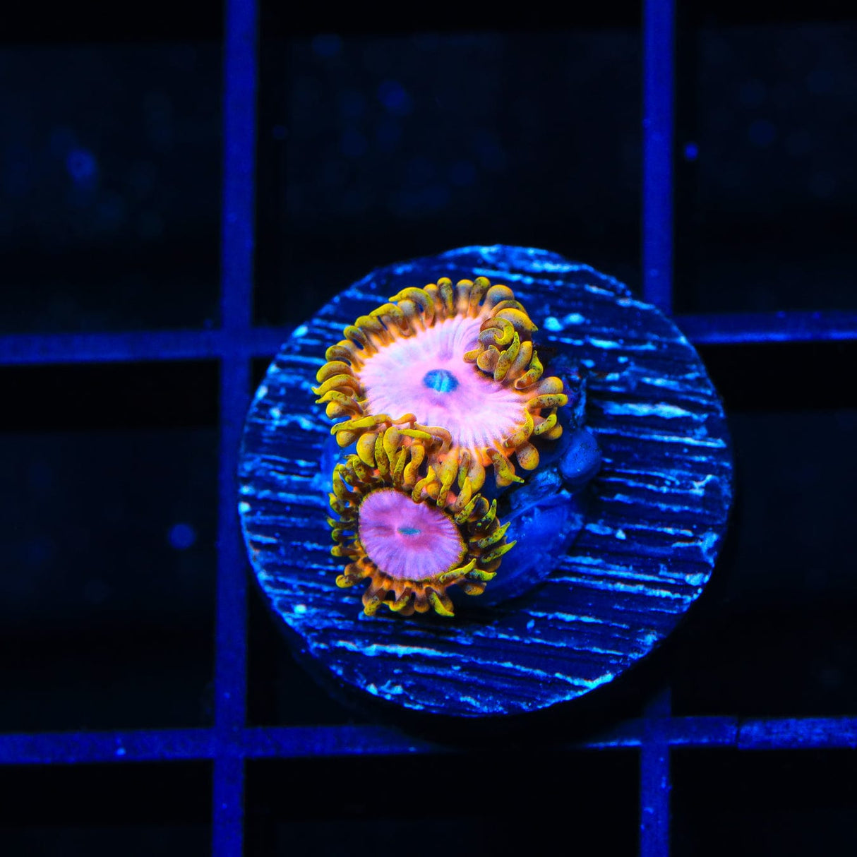 TSA Chemically Altered Zoanthids Coral