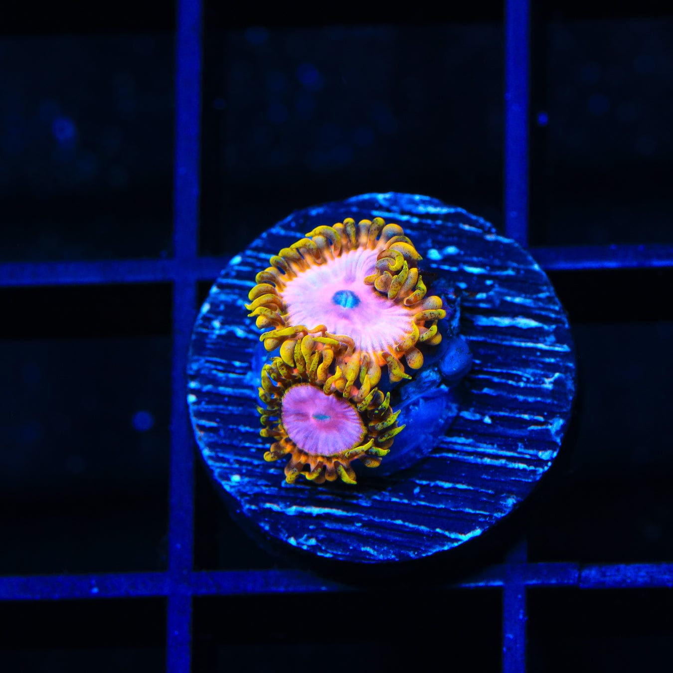 TSA Chemically Altered Zoanthids Coral