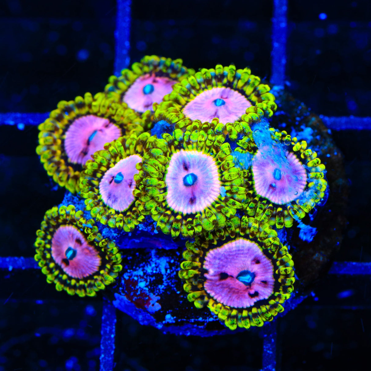 TSA Chemically Altered Zoanthids Coral