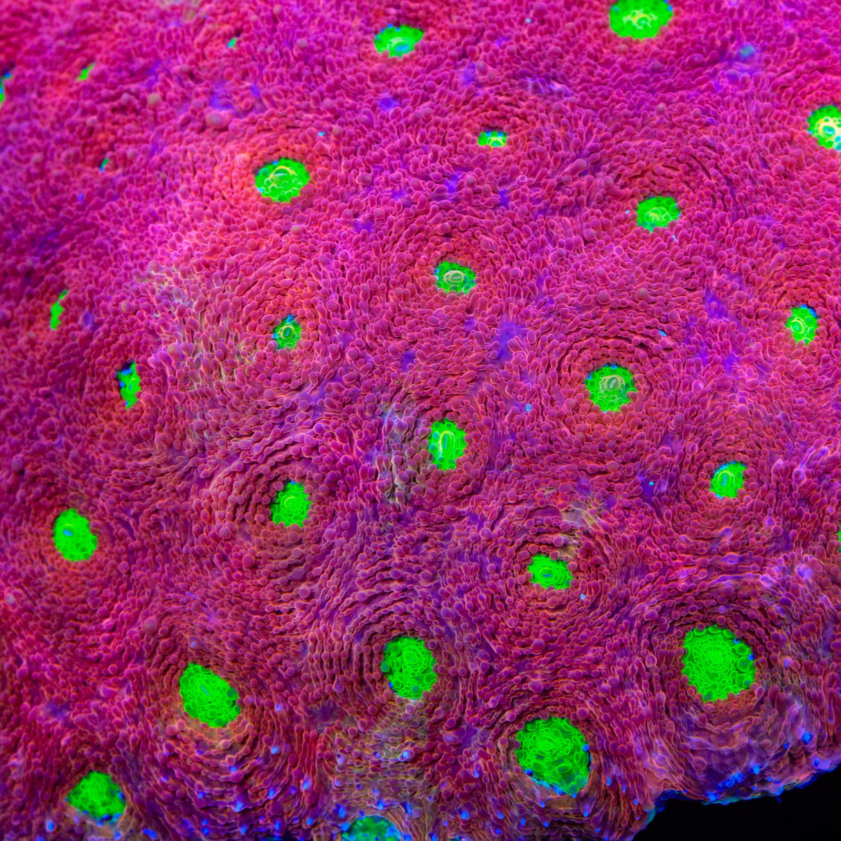 TSA Cherry Lime Echinata Coral