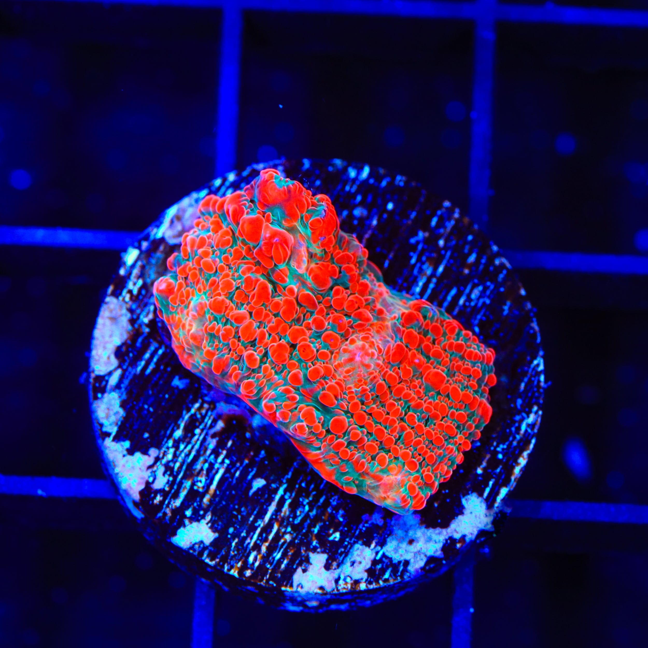 TSA Cherry Slush Chalice Coral