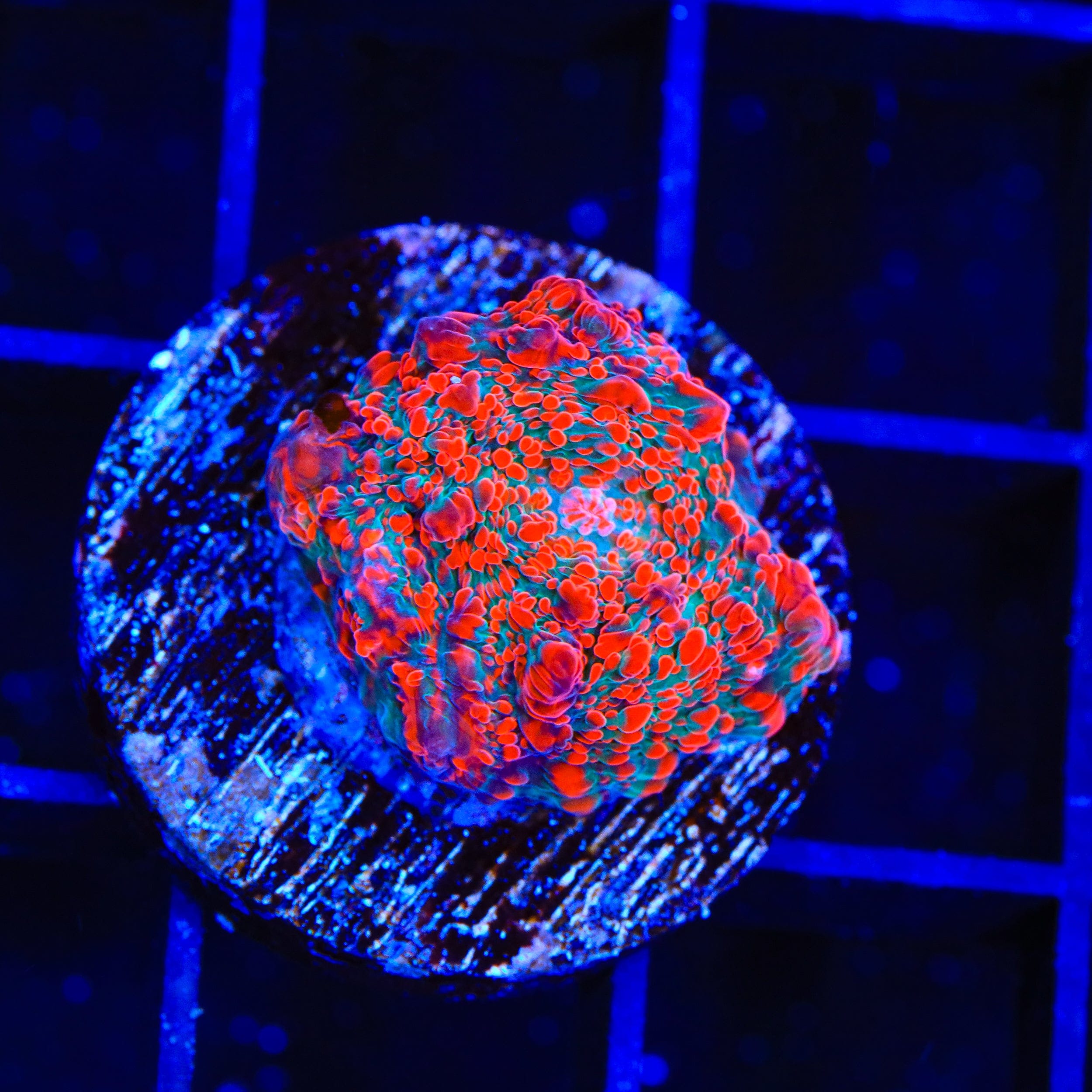 TSA Cherry Slush Chalice Coral