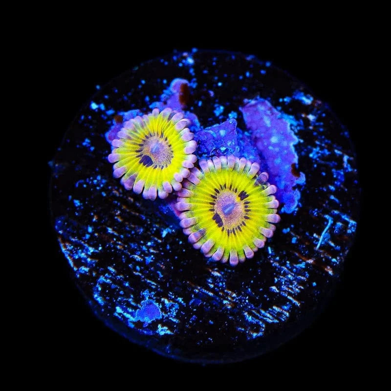 TSA Chiquitas Zoanthids Coral
