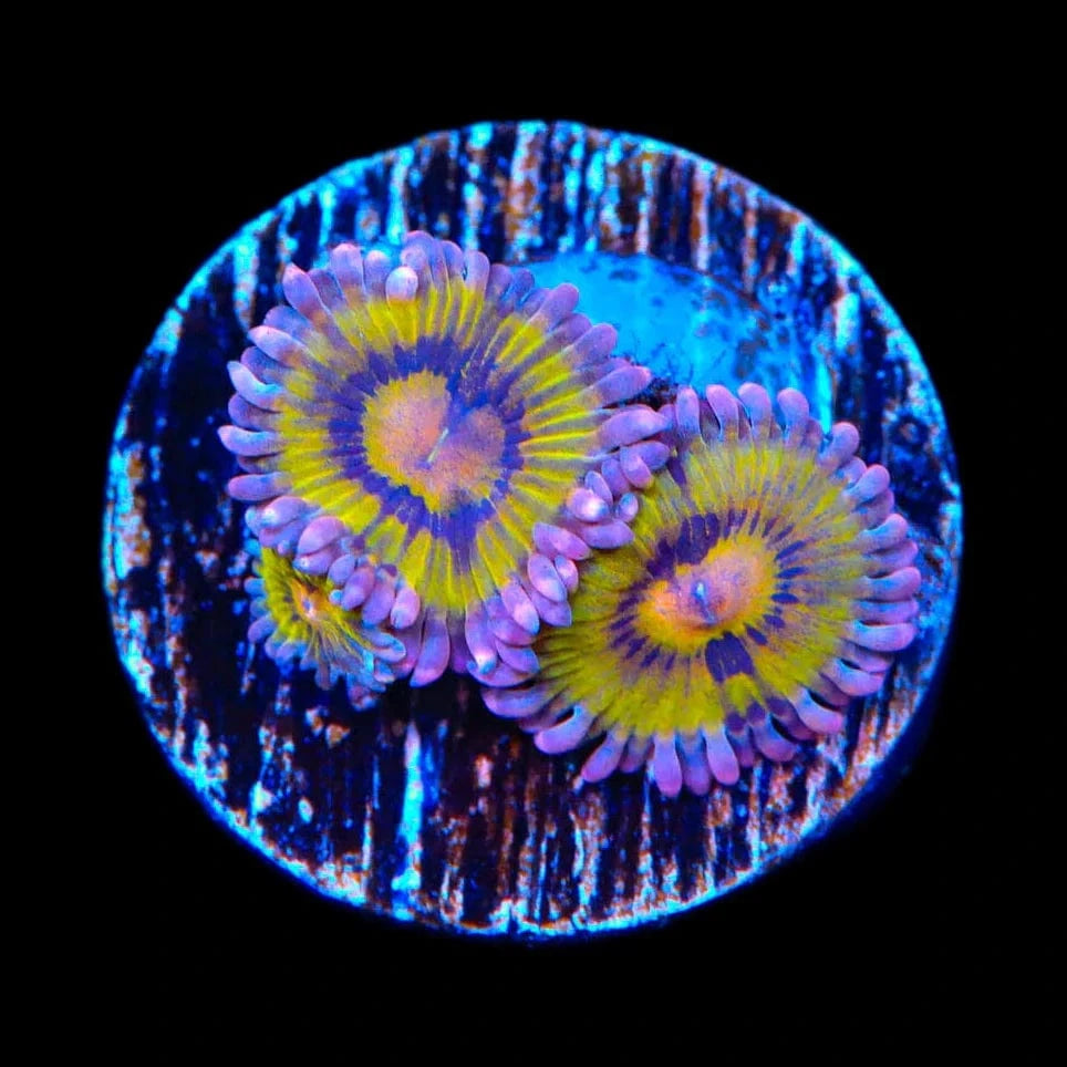 TSA Chiquitas Zoanthids Coral