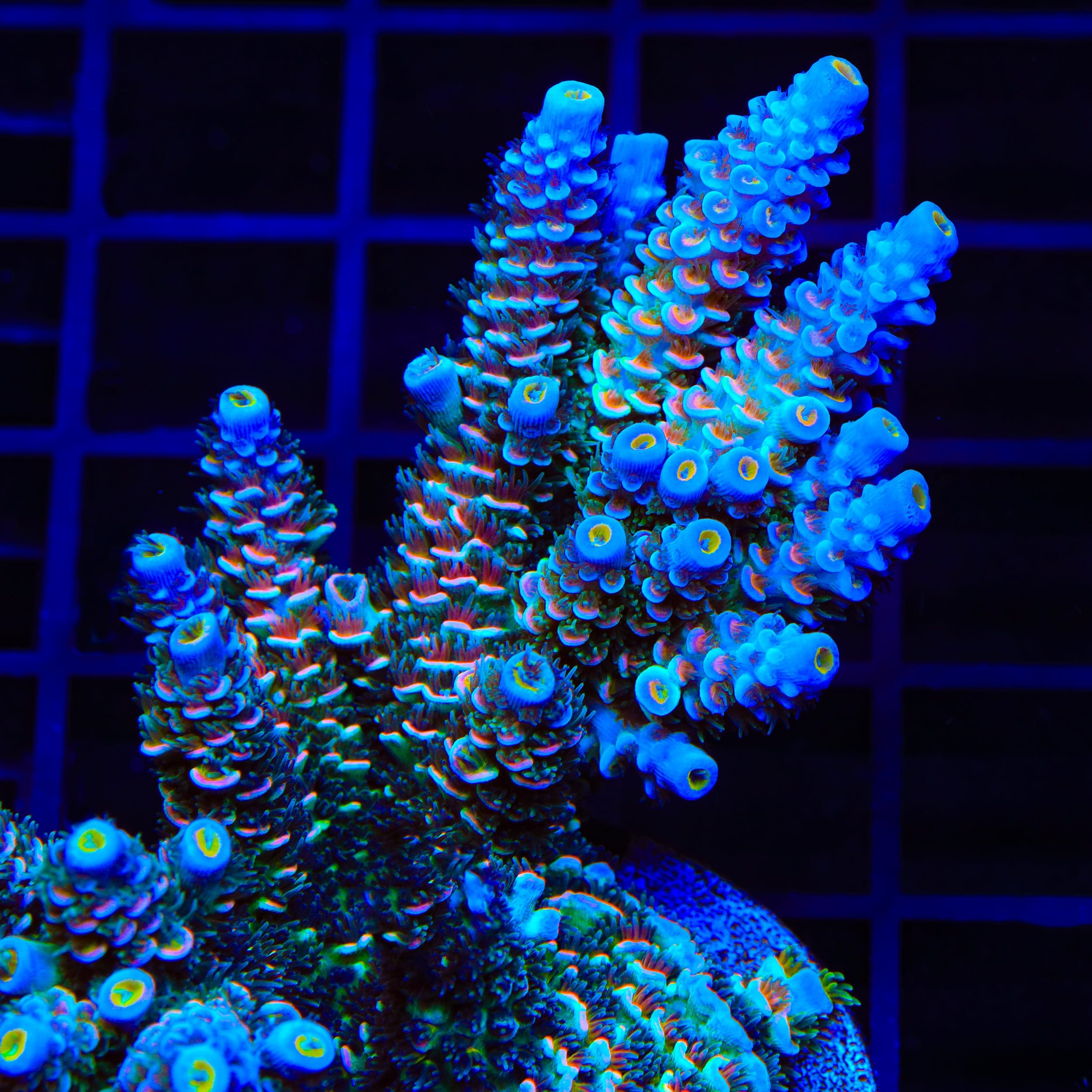 ACRO ゴモラ TSA Circus Freak Tenuis Acropora Coral – Top Shelf Aquatics
