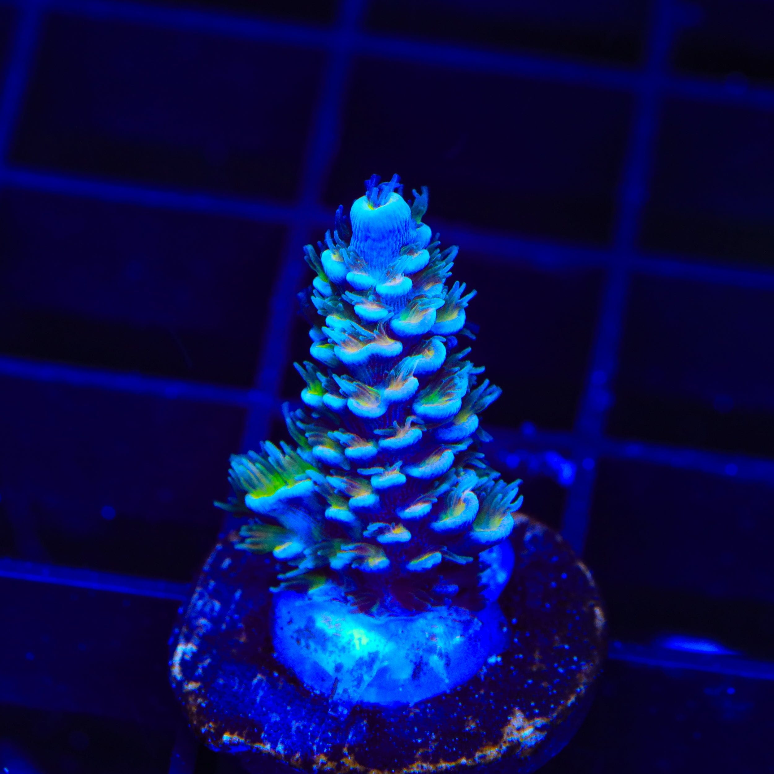 TSA Circus Freak Tenuis Acropora Coral