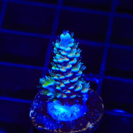 TSA Circus Freak Tenuis Acropora Coral