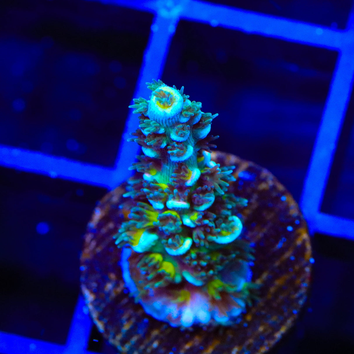 TSA Circus Freak Tenuis Acropora Coral