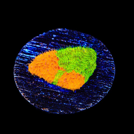 TSA Citrus Blast Grafted Lithophyllon Coral