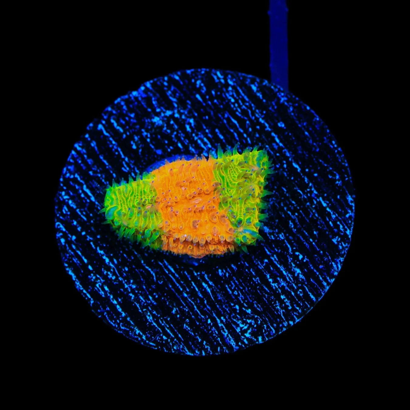 TSA Citrus Blast Grafted Lithophyllon Coral