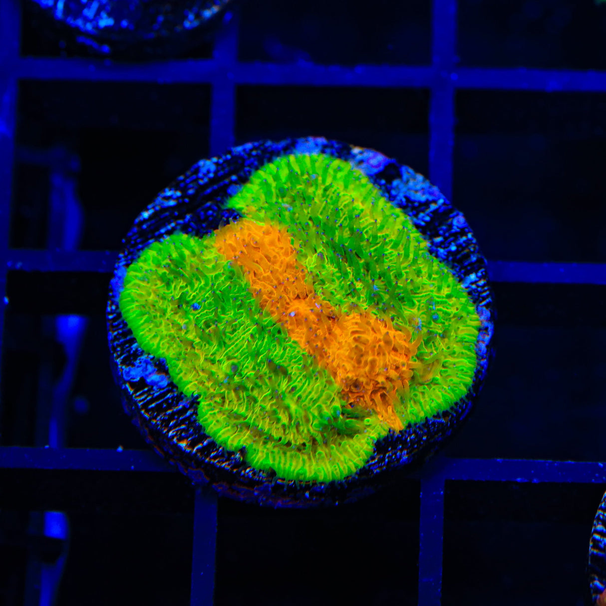 TSA Citrus Blast Grafted Lithophyllon Coral