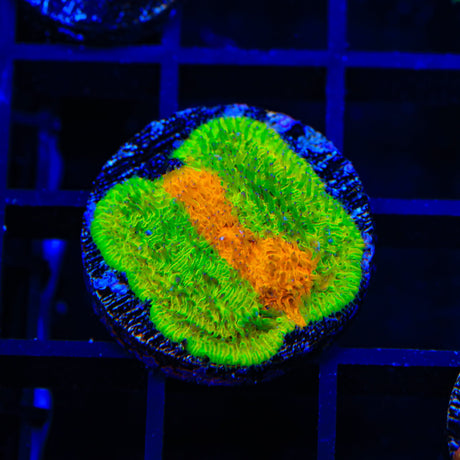 TSA Citrus Blast Grafted Lithophyllon Coral