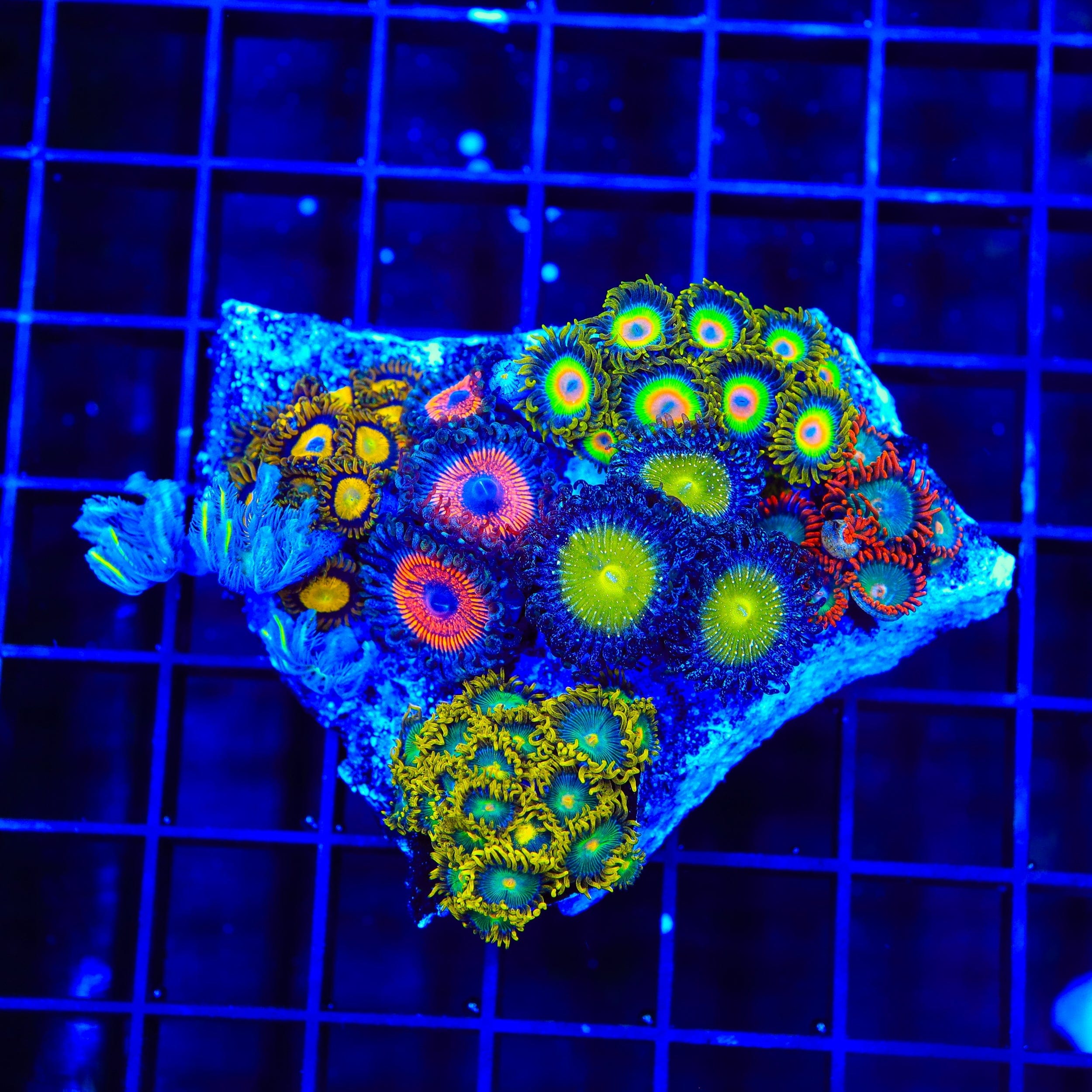 TSA Clove Polyps and Zoanthids Colony Combo Coral