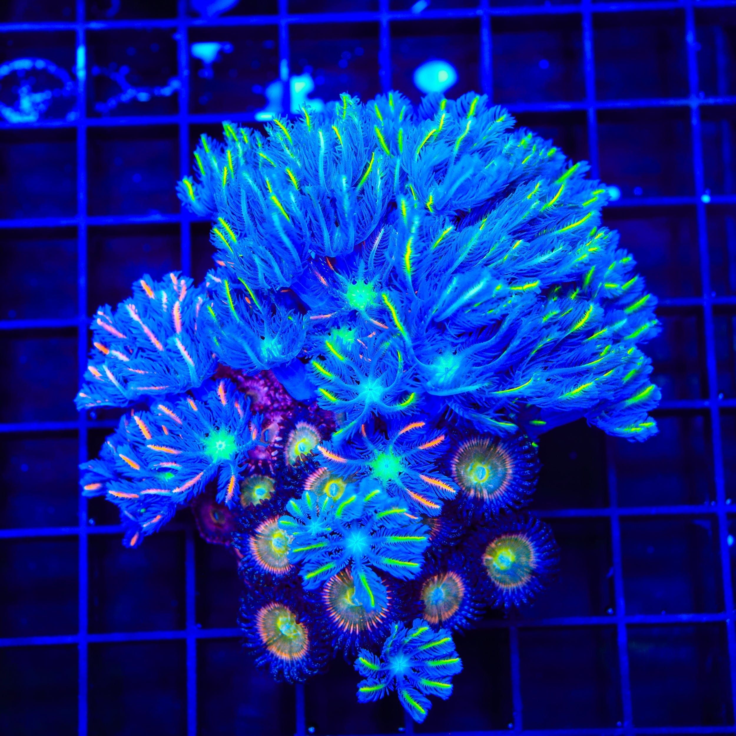 TSA Clove Polyps and Zoanthids Colony Combo Coral