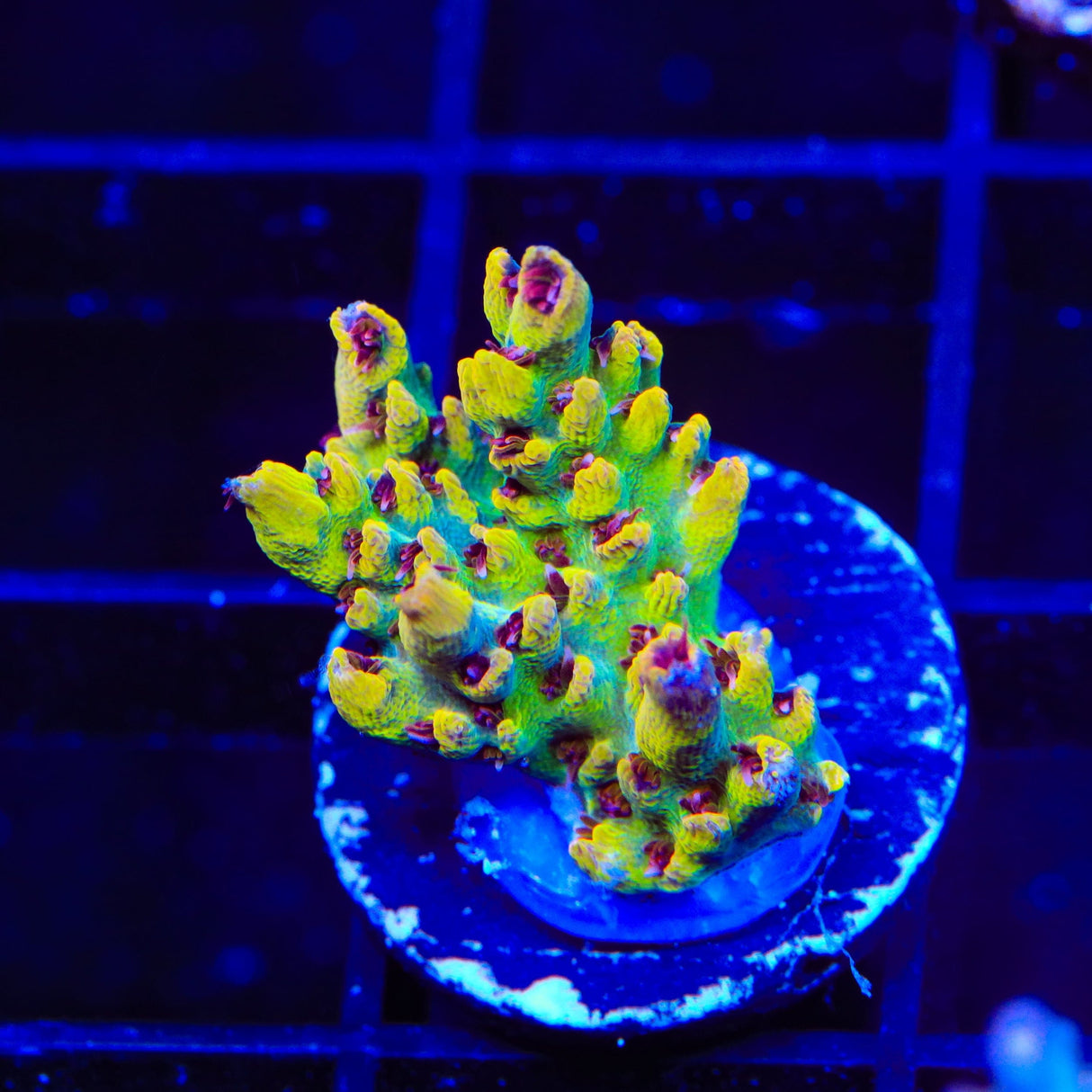 TSA Colonel Mustard Acropora Coral