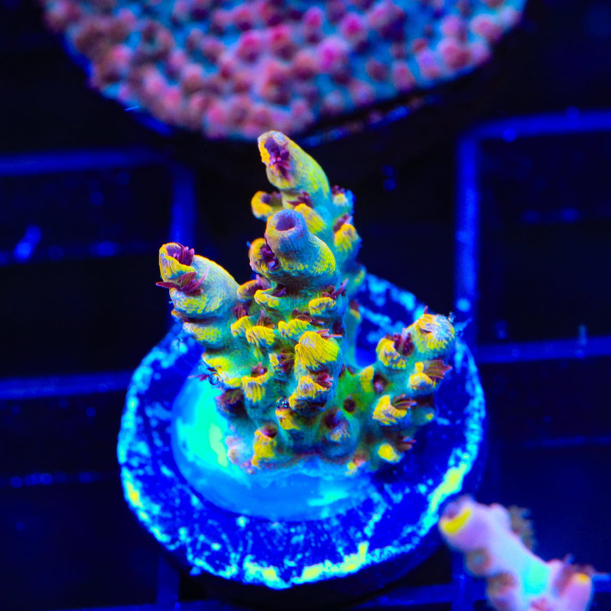 TSA Colonel Mustard Acropora Coral