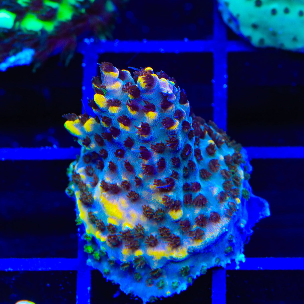 TSA Colonel Mustard Acropora Coral