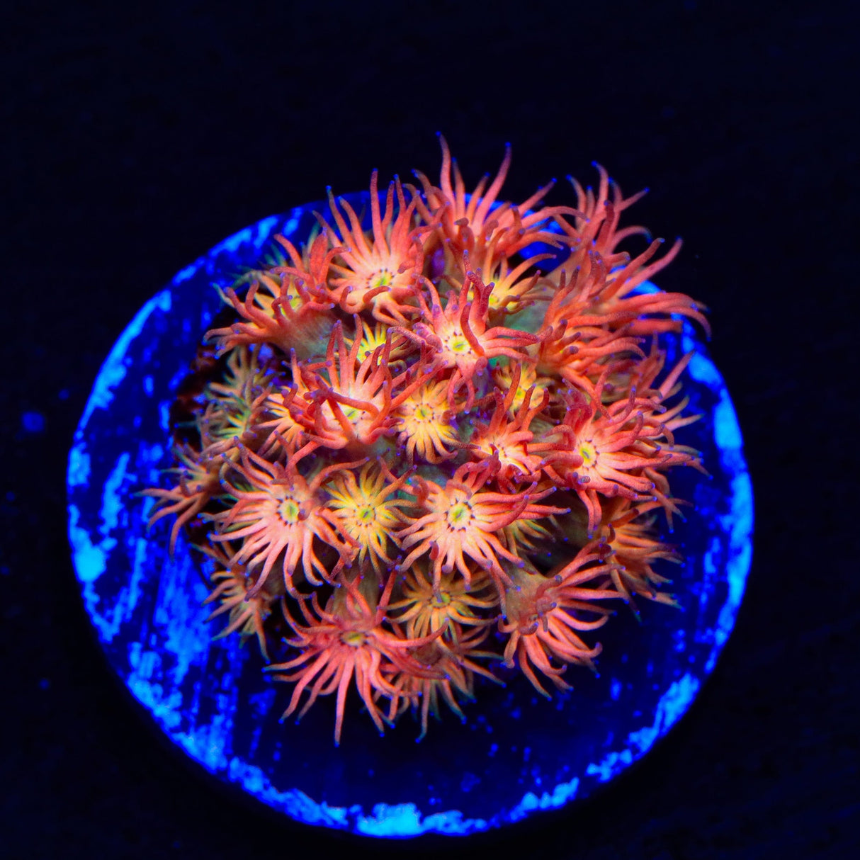 TSA Confetti Popper Goniopora Coral