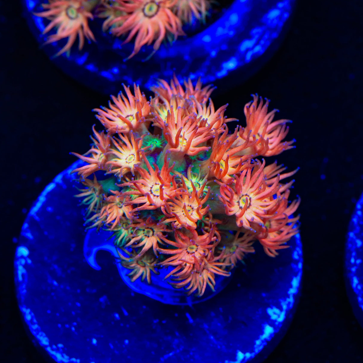 TSA Confetti Popper Goniopora Coral