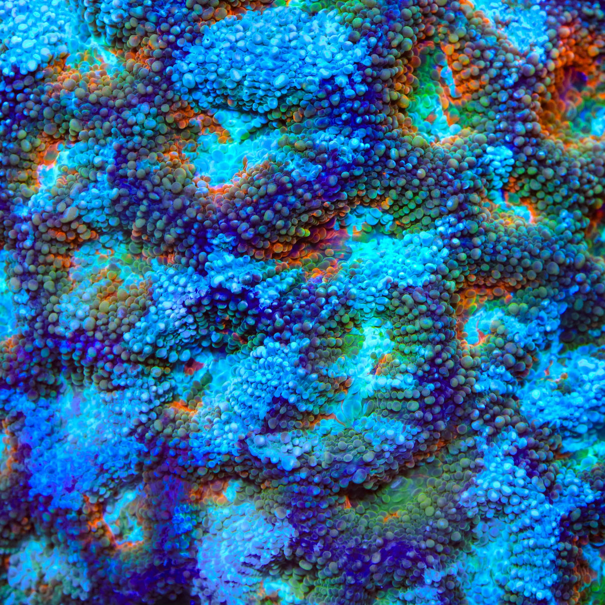 TSA Cooler Ranch Echinata Coral