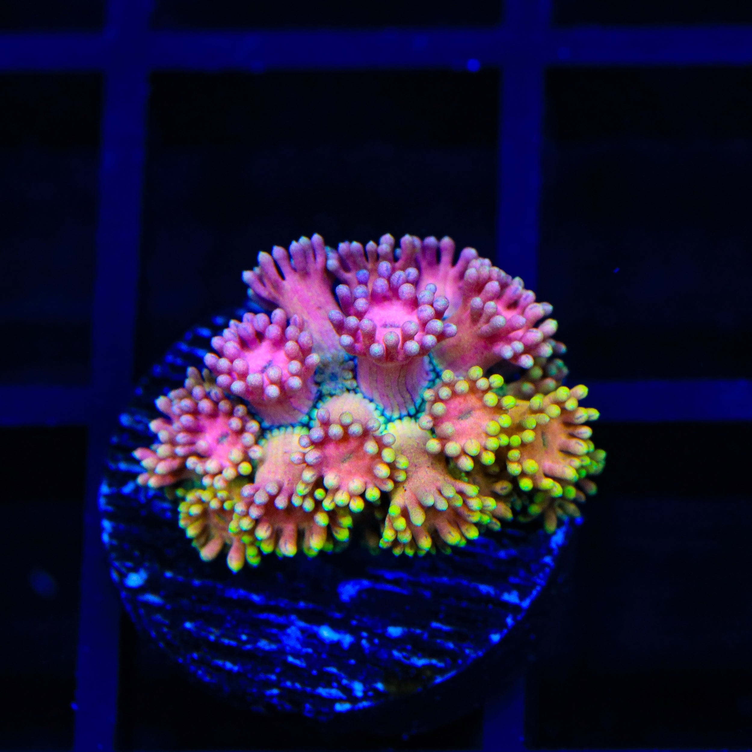 TSA Cosmic Sunrise Goniopora Coral