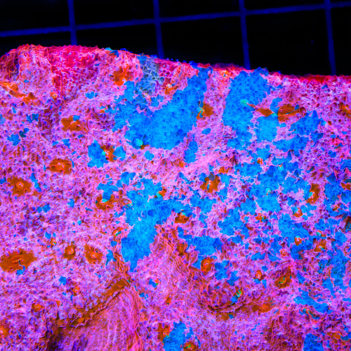 TSA Cotton Candy Chalice Coral