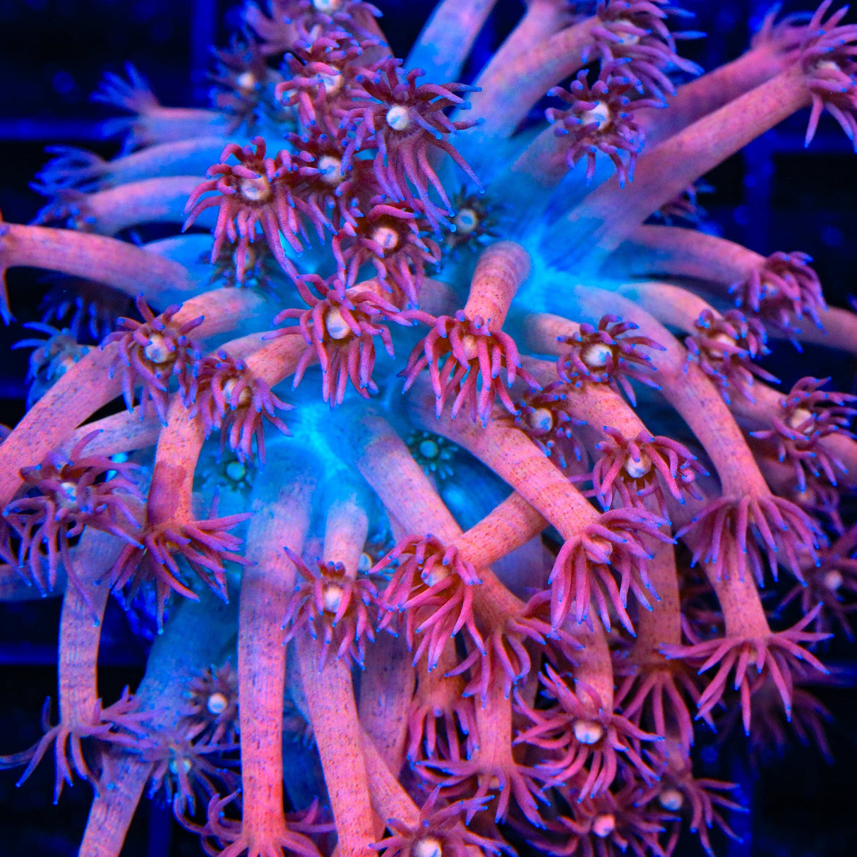 TSA Cotton Candy Goniopora Coral