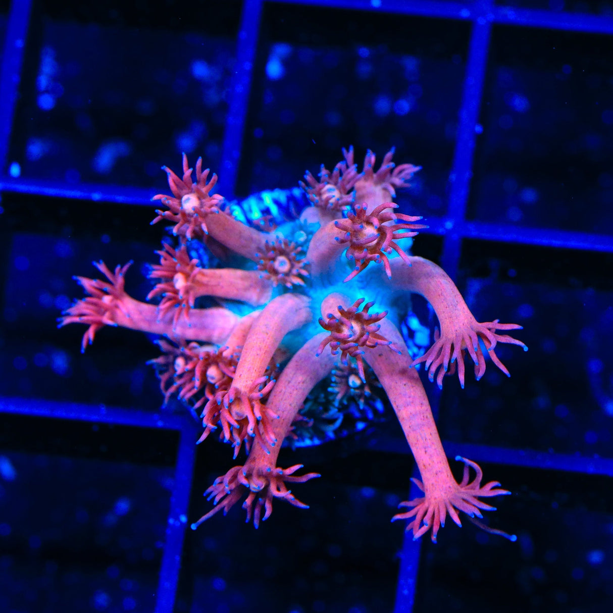 TSA Cotton Candy Goniopora Coral