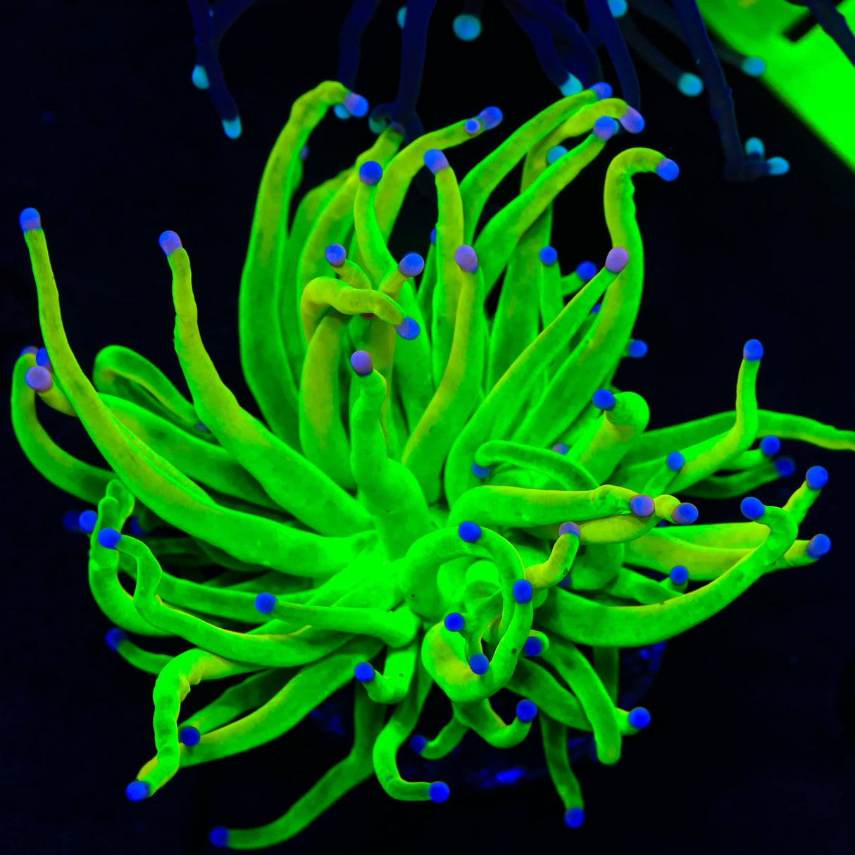 TSA Cotton Candy Holy Grail Torch Coral