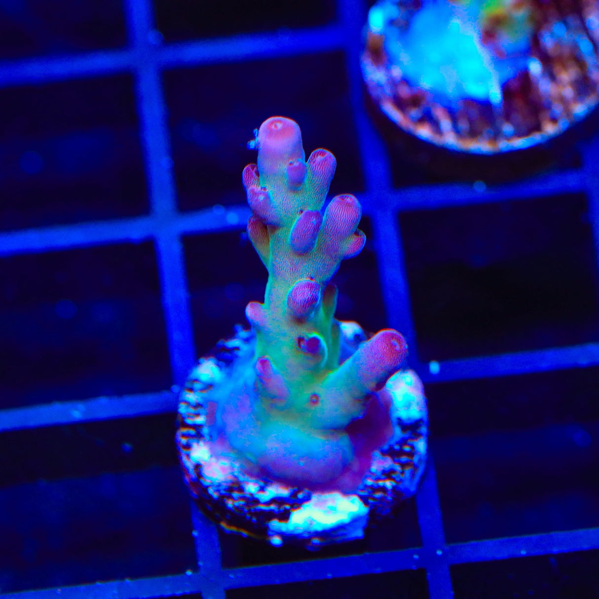 TSA Count Dracula Acropora Coral