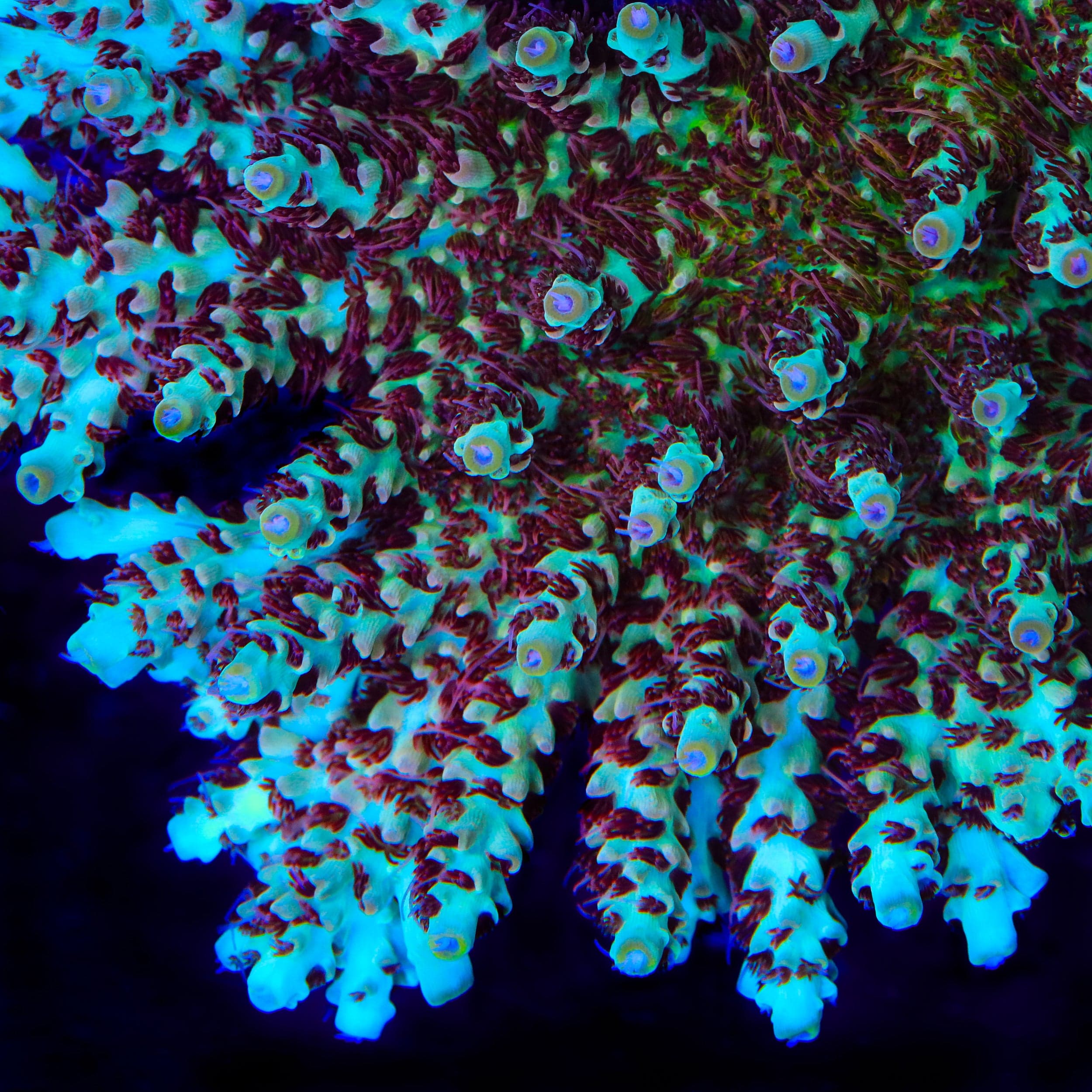 TSA Crayola Twist Acropora Coral – Top Shelf Aquatics