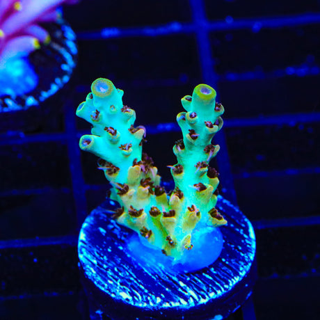TSA Crayola Twist Acropora Coral