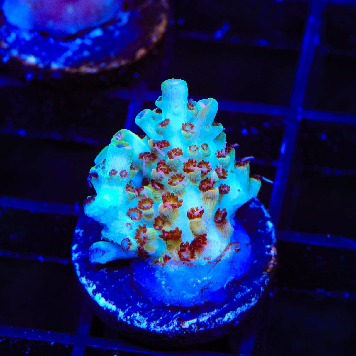 TSA Crayola Twist Acropora Coral