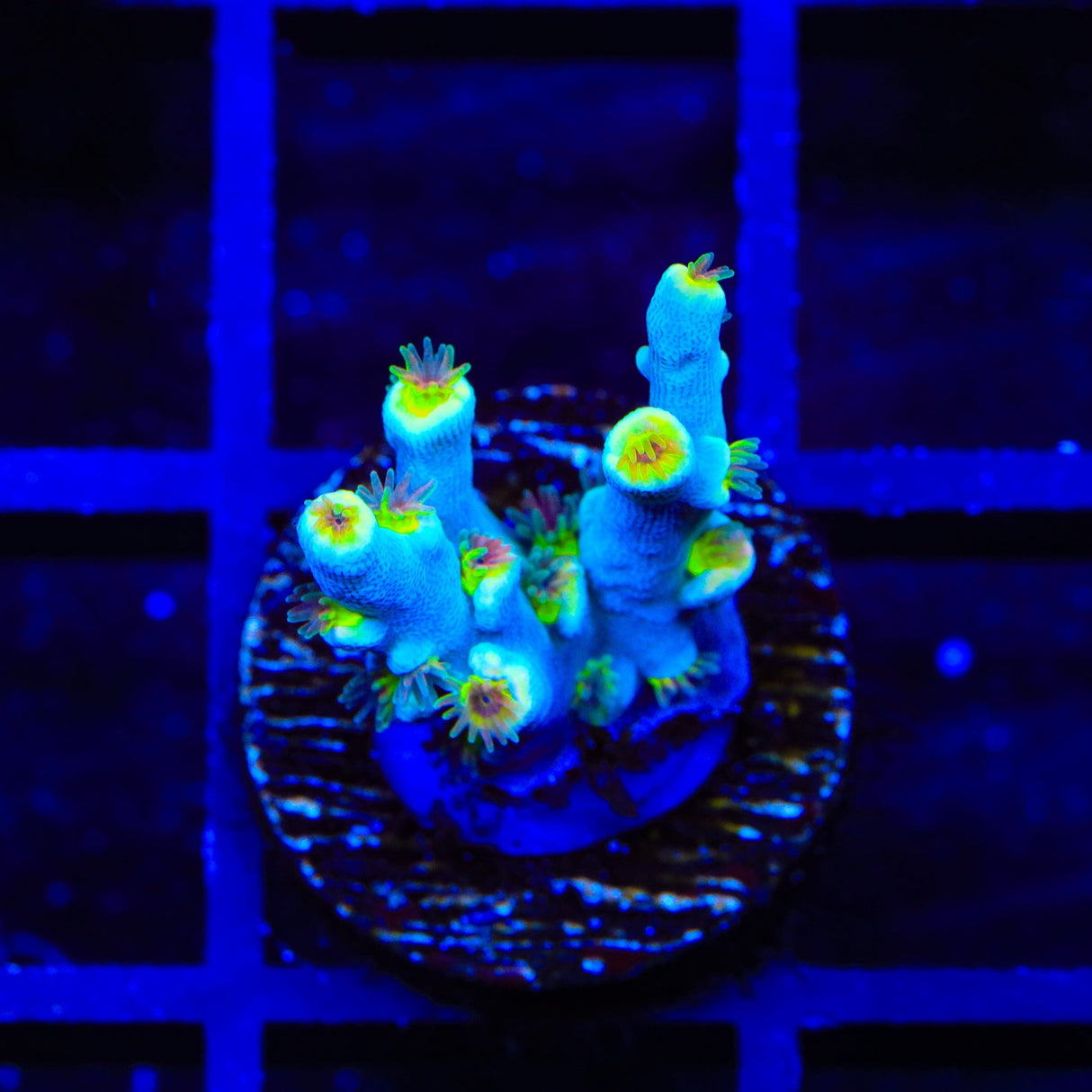 TSA Crazy Eight Speciosa Acropora Coral