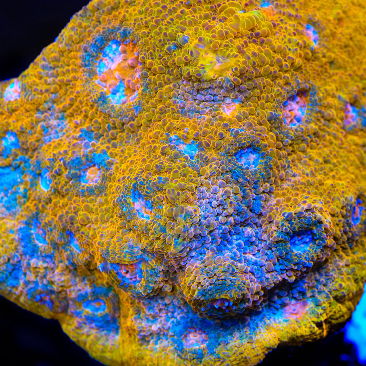 TSA Crown Jewels Chalice Coral