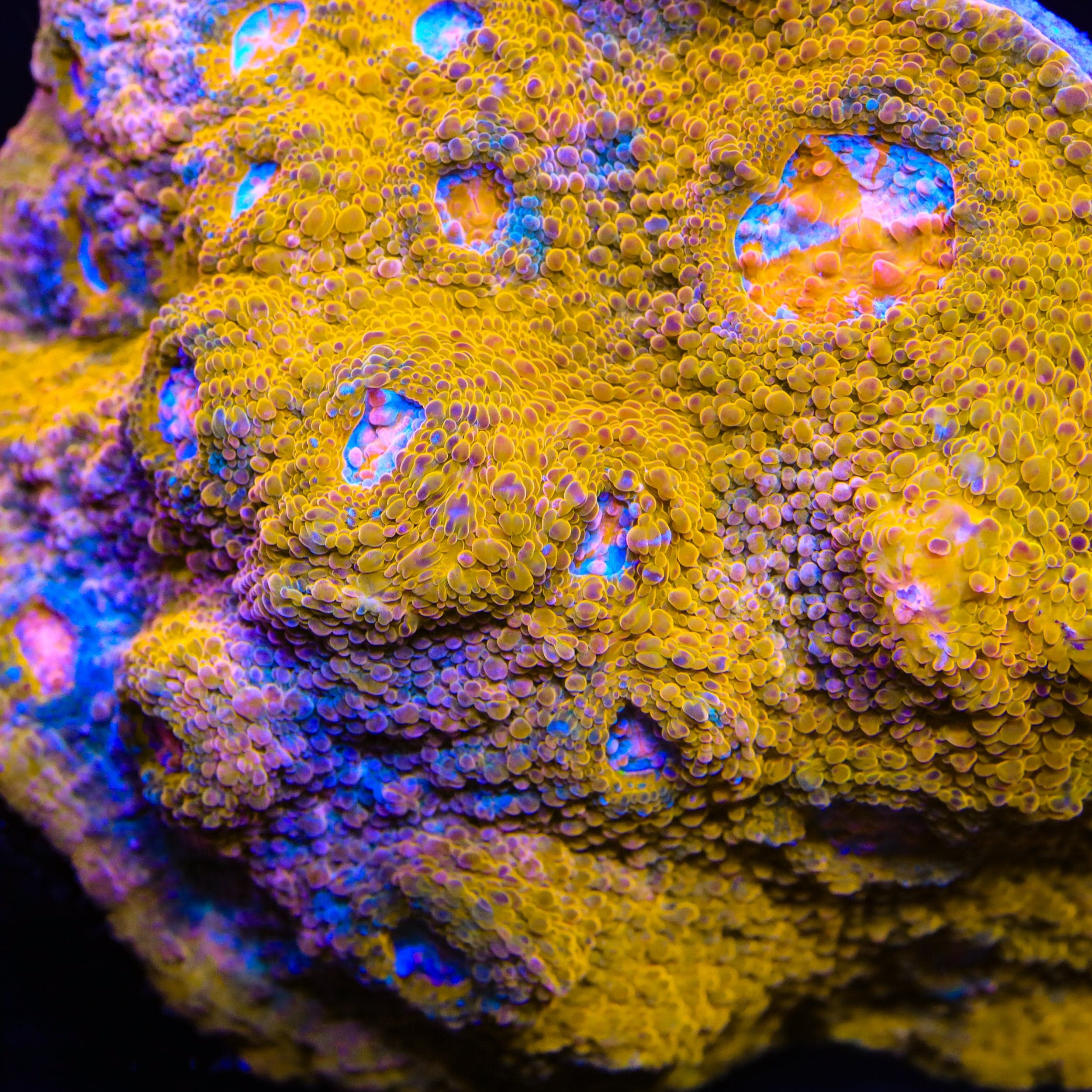 TSA Crown Jewels Chalice Coral